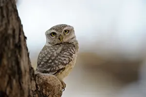 Turned: Spotted Owl
