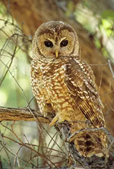 Numbers: Spotted Owl - Inhabits thickly wooded canyons