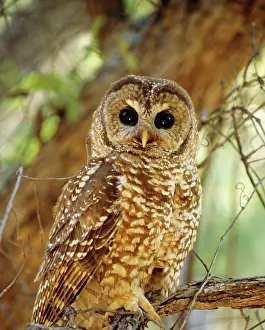 Numbers: Spotted Owl - Inhabits thickly wooded canyons