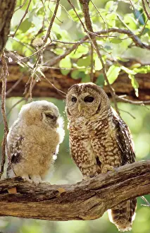 Numbers: Spotted Owl - mother and young. Decreasing in numbers