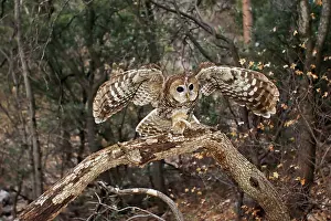 Nervous: Spotted Owl - with mouse prey in talons