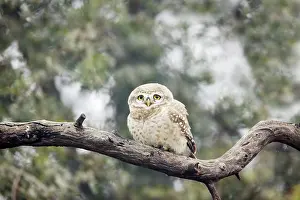 Brama: Spotted Owlet