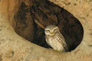 Madhya: Spotted Owlet