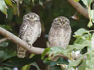 Brama: Spotted Owlet Athene brama Rajasthan, India BI032219