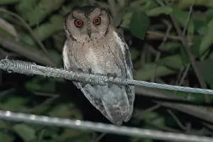Brama: Spotted Owlet - Perched on wire