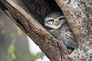Safe: Spotted owlet in tree hollow
