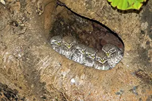 Brama: Spotted Owlets - in hole in tree