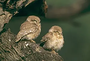 Brama: Spotted owlets / Spotted Little Owl at the roost