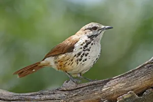 Spots: Spotted Palm Thrush (Cichladusa guttata)