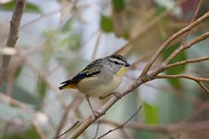 Punctatus: Spotted Pardalote