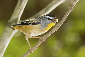 Punctatus: Spotted Pardalote, Australia