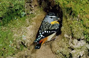 Graeme Chapman: SPOTTED PARDALOTE - MALE
