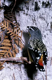 Pardalote: Spotted pardalote in winter, with snow in beak