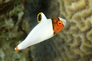 Ocellatus: Spotted Parrotfish juvenile