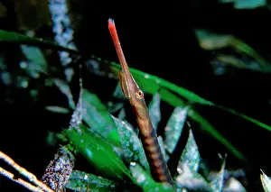 Argus: Spotted pipefish with an isopod parasite attached