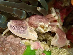 Kwazulu: Spotted Porcelain Crab (Neopetrolisthes maculatus)
