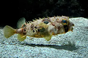 Trunkfish: Spotted Porcupine Fish ( Dicotylichthys punctulatus