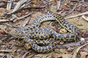 Python: Spotted Python