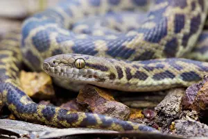 Python: Spotted Python