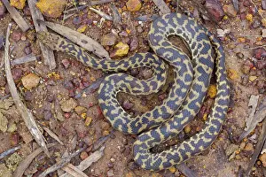 Python: Spotted Python