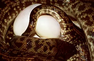 Guarding: SPOTTED PYTHON - WITH EGGS