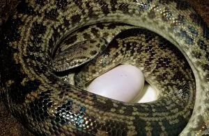 Antaresia: SPOTTED PYTHON - LAYING EGGS