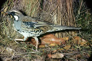 Punctatum: Spotted Quail Thrush - male with food in beak