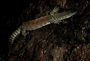 Monitors: Spotted / Red-blotched tree monitor