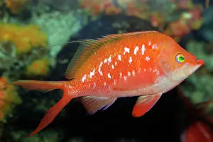 Redfish: Spotted Redfish, shallow temperate waters, northwest