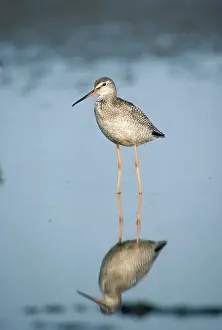 Redshanks: SPOTTED REDSHANK