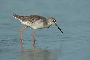 Inlaag: Spotted Redshank