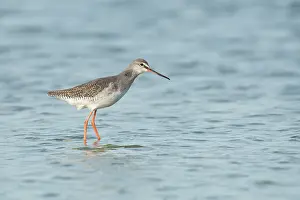 Zeeland: Spotted Redshank