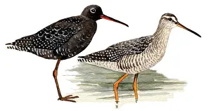 Redshank: Spotted Redshank