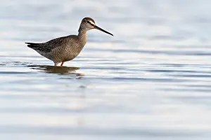 Stable: Spotted Redshank