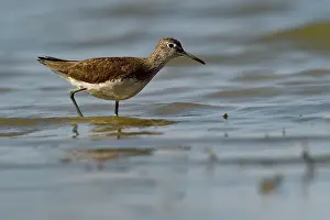Stable: Spotted Redshank