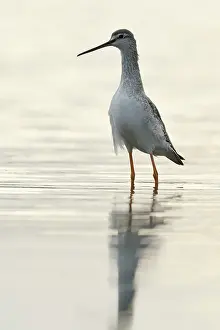 Stable: Spotted Redshank
