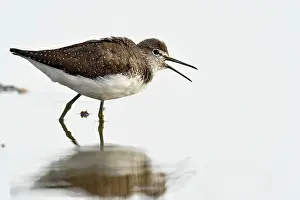 Stable: Spotted Redshank