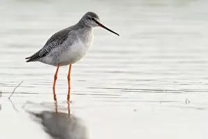 Tringa: Spotted Redshank