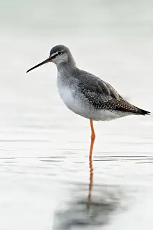 Tringa: Spotted Redshank