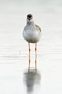 Tringa: Spotted Redshank