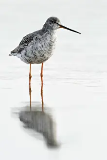 Tringa: Spotted Redshank
