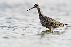 Tringa: Spotted Redshank