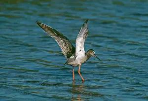 Redshanks: Spotted REDSHANK - flapping wings