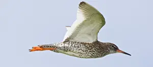 Tringa: Spotted Redshank in flight near Latrabjerg