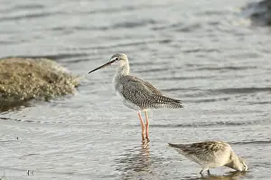 Redshanks: Spotted Redshank - juvenile