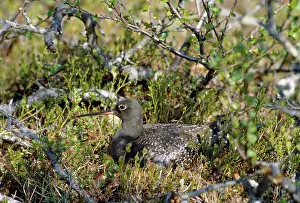 Redshanks: Spotted Redshank - at nest
