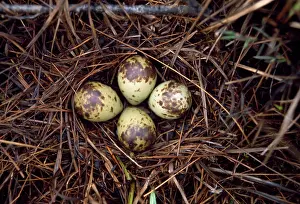 Redshanks: Spotted Redshank - nest with eggs