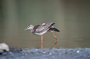 Redshanks: Spotted REDSHANK - standing in water
