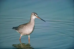Redshanks: SPOTTED REDSHANK - standing in water