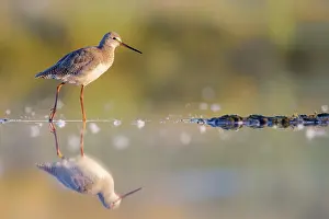 Spots: Spotted Redshank (Tringa erythropus) foraging